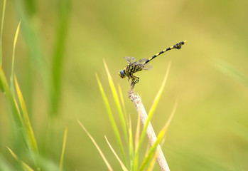 Dragonflies at a pond