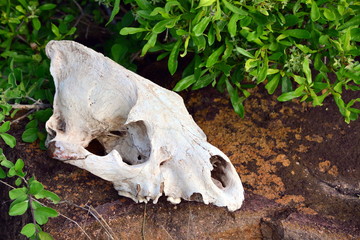 Animal skull on the ground