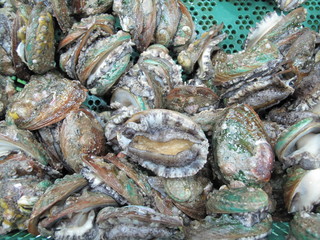 한국 완도에서 잡은 활전복 