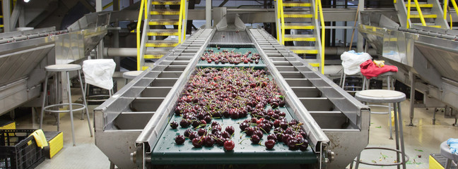 Red ripe cherries on a wet conveyor belt in a fruit packing warehouse in Washington state
