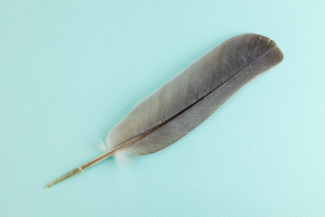 Bird feather on blue background.    