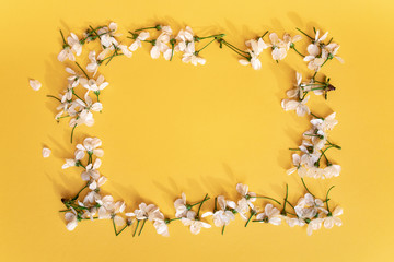 White flowers on yellow background making a frame. Pattern, texture.