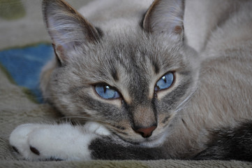 Fototapeta na wymiar Portrait of a beautiful cat with blue eyes