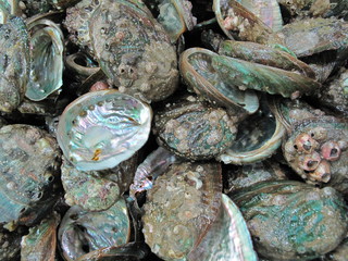 한국 완도에서 잡은 활전복 