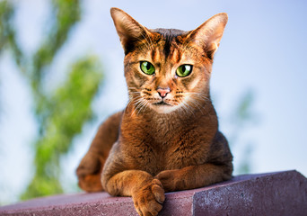Abyssinian cat outdoors in the garden
