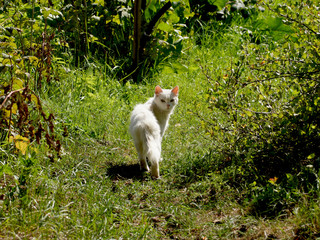 Naklejka na ściany i meble White neighbor cat came to visit the cottage 