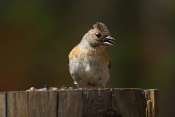 Chaffinch bird on a stump with a sunflower seed in its beak