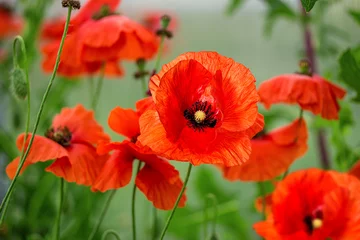 Foto op Plexiglas poppy outdoors in the garden © ilietus