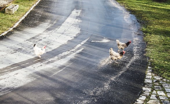 High Angle View Of Hens Crossing Wet Road
