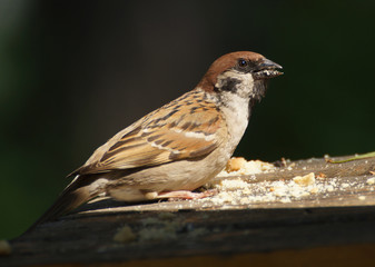 Sparrow with cookie crumbs in a beak close-up against a dark background