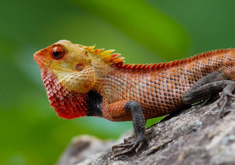 oriental garden lizard on a rock