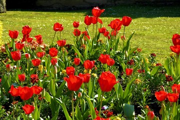 field of red tulips