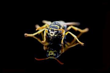 Wasp on a black background - 344625088