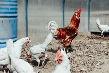 A free range Rooster looking for food in a grassy field with his hens on a farm.Free range chicken