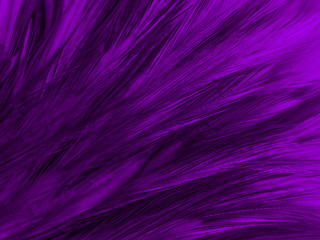 Beautiful abstract white and purple feathers on white background and soft white feather texture on white pattern and purple background, feather pink background , purple banners
