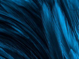 Beautiful abstract colorful white and blue feathers on white background and soft white feather texture on blue pattern and blue background, feather background, blue banners