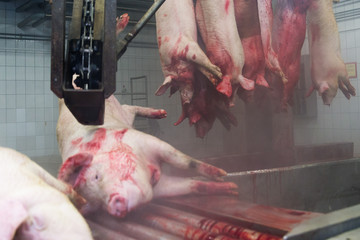 Industrial production of pork meat in a meat factory