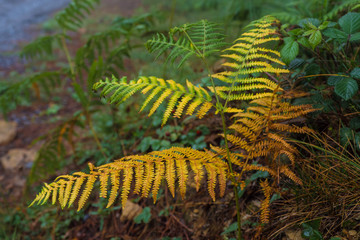 fern in autumn changing colors