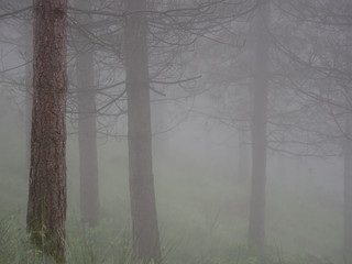 Obraz na płótnie Canvas forest landscape in autumn with fog