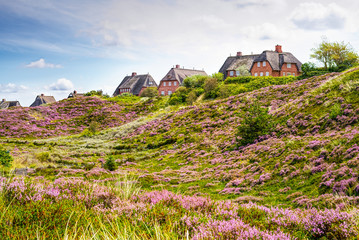 Heather in bloom and thatched cottages in the dunes. Fairytale panorama landscape on the island of Sylt, North Frisian Islands, Germany.