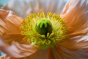 Flower of Papaver nudicaule, Iceland poppy