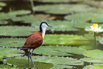 African Jacana standing on the pad of a lily in Kruger National Park in South Africa