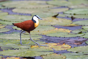 African Jacana walking on a pad of a lily in Kwa Zulu Natal in South Africa