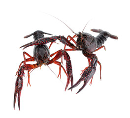 two alive crawfish