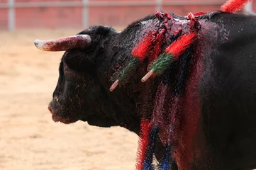 Poster Im Rahmen Bull bleeding in a bullfight © Oquio