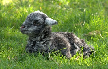 Fototapeta premium Baby lamb on grass