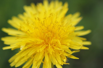  Dandelion