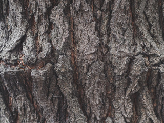 tree bark texture