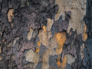 Wooden background of tree bark