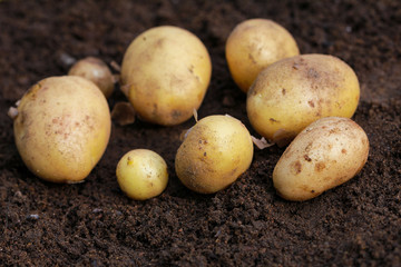 Fresh organic potatoes on the ground, copy space