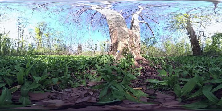 360VR, B&auml;rlauchpflanzen im Park, Allium ursinum, VR360
