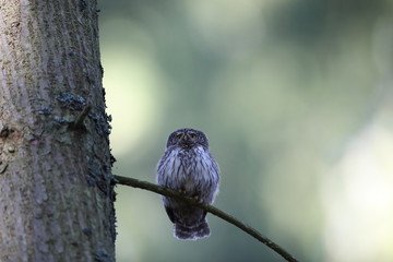 Eurasian pygmy owl (Glaucidium passerinum) Swabian Jura Germany