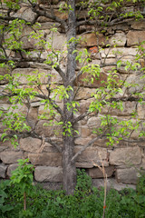 Espaliers trained next to a wall that can reflect more sunlight and retain heat overnight