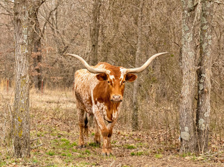 Texas Longhorn beef cattle cow, Bos taurus, with brown and white speckle colors and typical long horns, standing between trees in a pasture, facing camera.