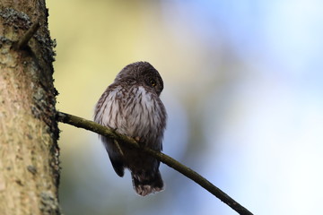 Eurasian pygmy owl (Glaucidium passerinum) Swabian Jura Germany