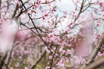 Branches of peach tree with flowers