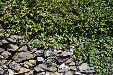 Mit Efeu und Farn bewachsene Mauer