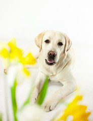 Labrador white dog with yellow flowers narcissus portrait