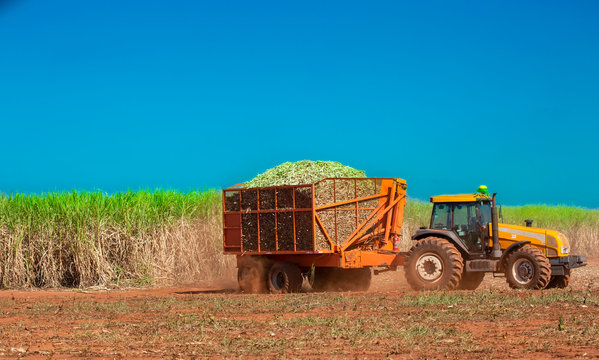 Overfilled tractor carrying sugar cane
