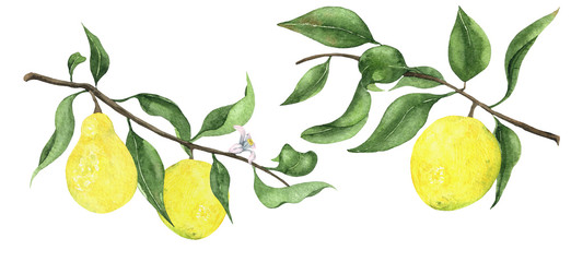 Watercolor lemon branches set isolated on white background. Set with hand drawn lemon. Citrus illustration. Floral illustration. 