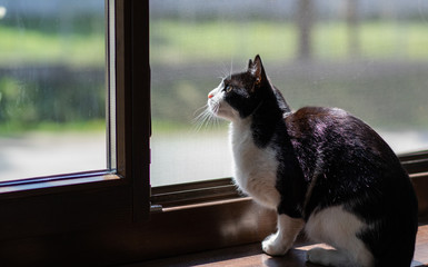cute little black and white cat looking out of window