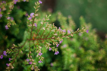 close up of lilac flowers
