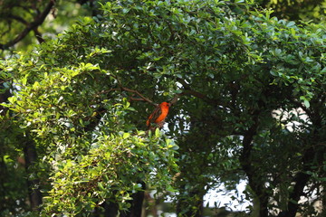 Little red bird sitting on branch in zoo in Leipzig in germany.