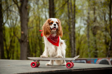 Cool extreme Dog on a skateboard red bandana © anactacya