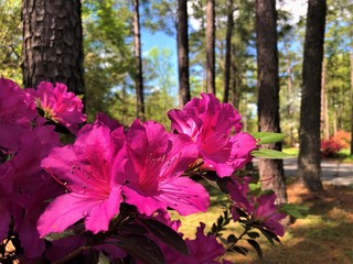 Purple Azalea flower blooming in Callaway Gardens, Springtime in GA USA.