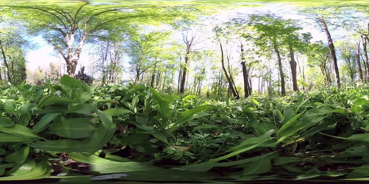 360VR, B&auml;rlauchpflanzen im Park, Allium ursinum, VR360